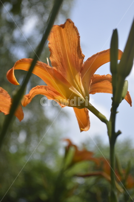 자연,꽃,nature,flower,주황색
