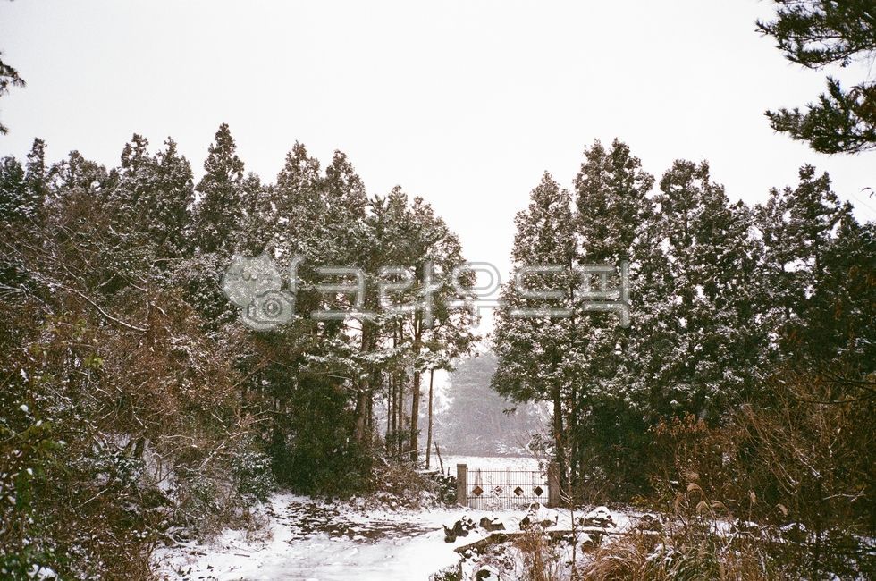 Jeju snowy day,tree,snowy jeju,snowy day