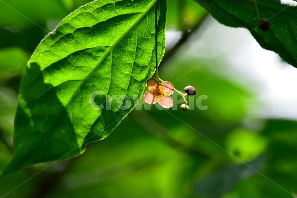 회목나무,야생화,꽃,식물,자연,생태,플라워,flower,plants,nature,식물,자연,plants,nature,꽃,flower