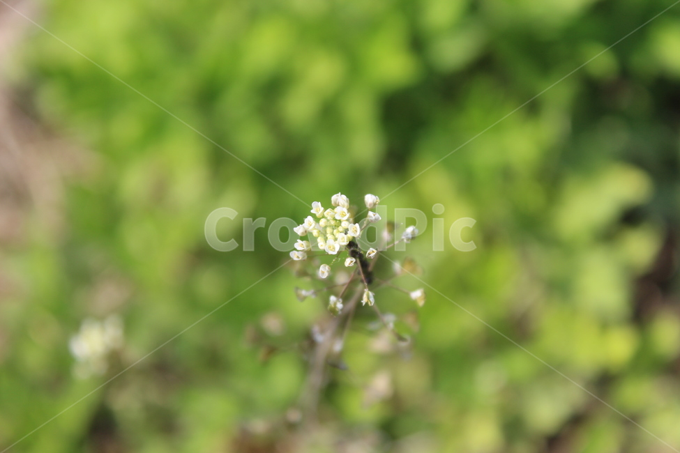 야생화,들꽃,들에핀꽃,야생에핀꽃,작은꽃,근접촬영,식물,자연,plants,nature,꽃,flower