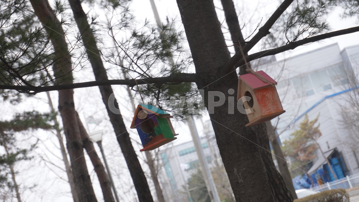 새집,나무,나뭇가지,식물,tree,나무새집,birdhouse,풍경,자연