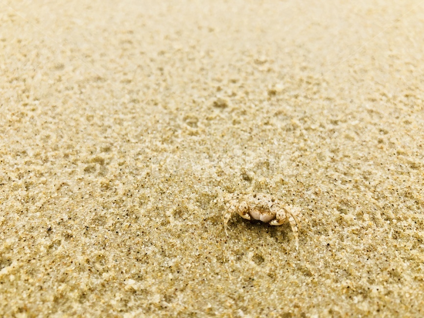 해변,게,모래,자연,nature,sand,crab,해변,바다,beach,sea