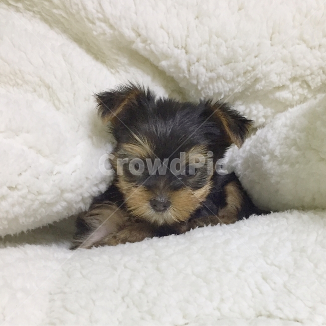 애견애견모델,강아지,요크셔,요키,강쥐,동물,animal,포유류,mammal,개,강아지,dog,doggy