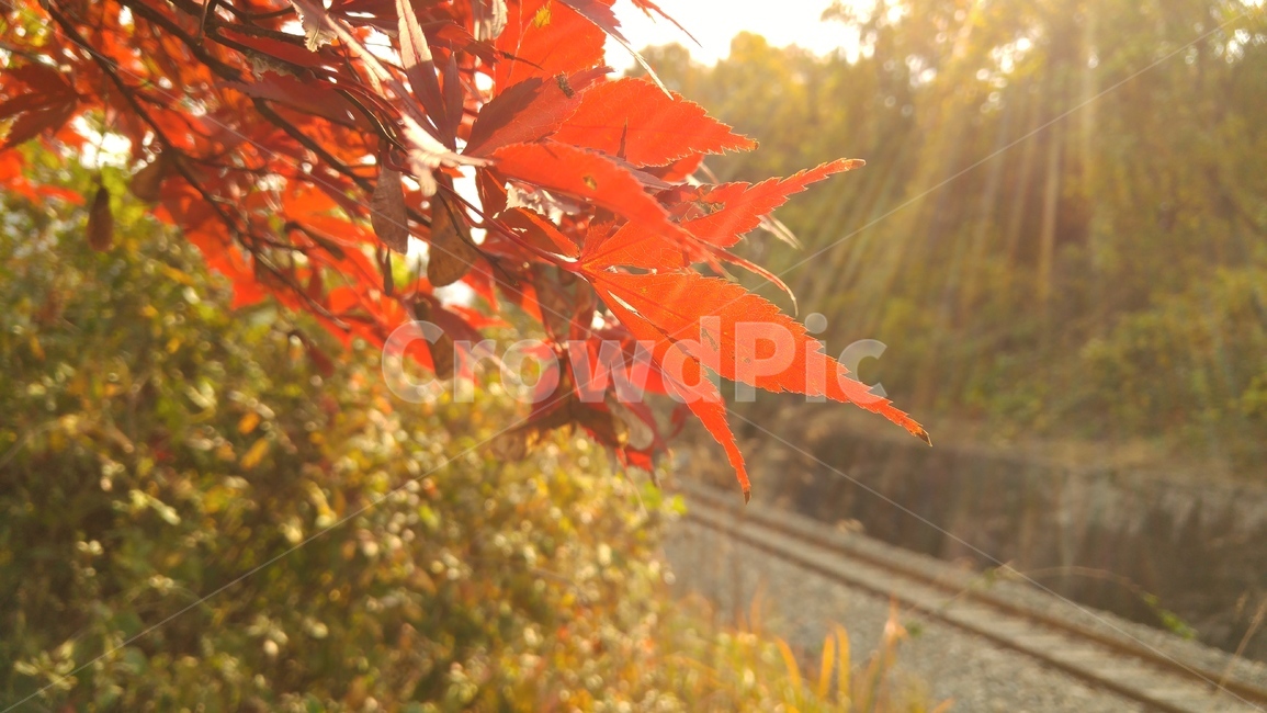 가을,단풍,기찻길,철로,철길,가을,계절,fall,autumn,season,leaf,잎,plant,식물,tree,나무,maple