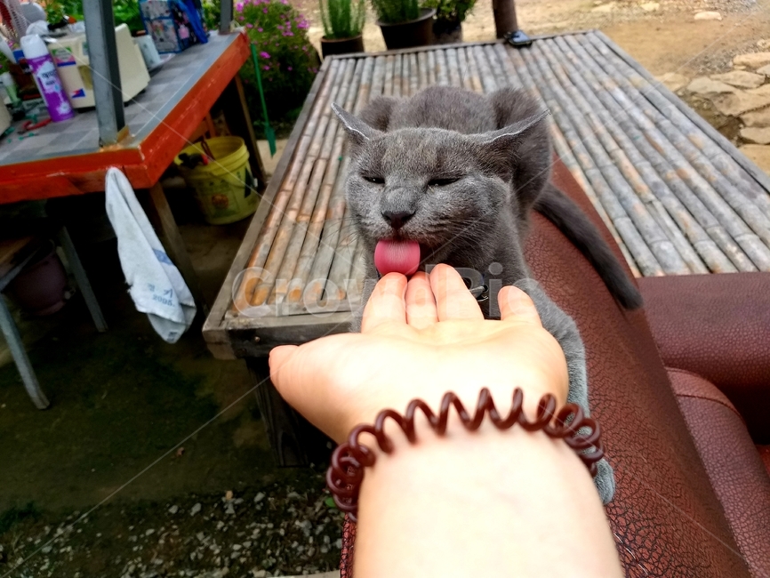 러시안블루,고양이,동물,cat,애완용