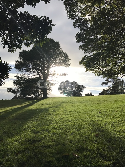 plant,잔디,grass,공원,나무,tree,park,햇살,sunshine,바탕화면,자연,lawn,자연,풍경,nature,landscape,식물