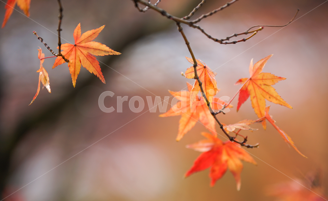 단풍,나무,자연,계절,가을,식물,가을,계절,fall,autumn,season,leaf,잎,plant,tree,maple,maple leaf,단풍잎