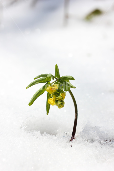 spring flowers,Manhangjae,Taebaeksan Mountain,snow,plant,limit grass,Wildflower Festival,leaf