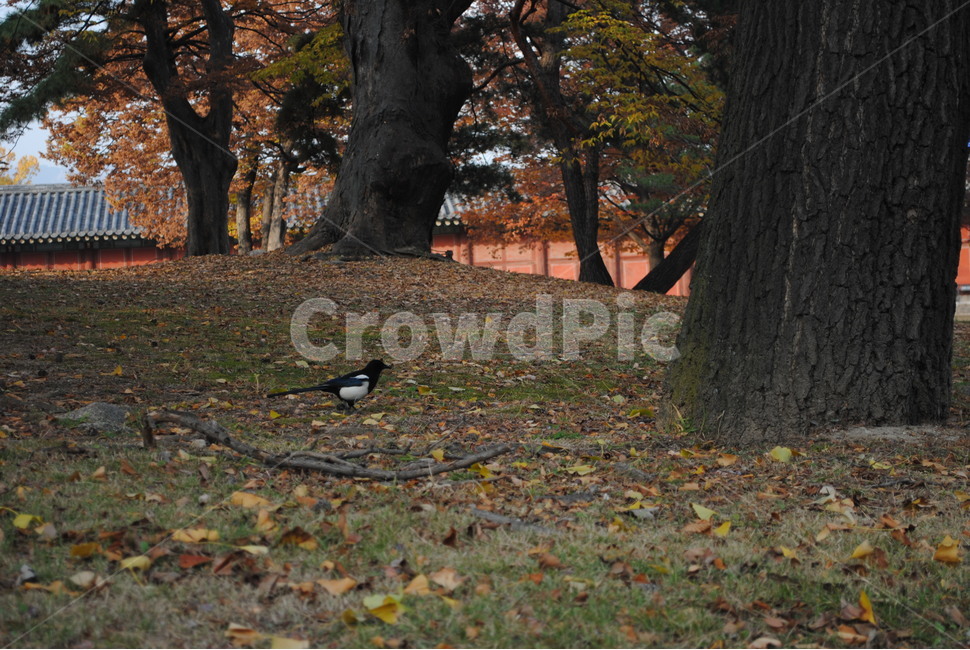 tree,나무,나무줄기,plant,식물,bird,새,animal,동물,낙엽,까치,treetrunk,식물,자연,plants,nature,나무,trees,wood,동물,animal,조류,새,birds