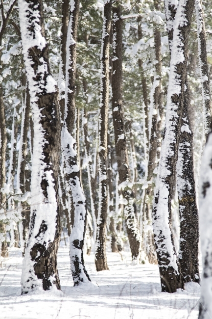 겨울,여행,풍경,속초,눈,자연,풍경,nature,landscape,겨울,계절,winter,season,forest,숲,vegetation,초목,outdoors,옥외,tree,나무,land,땅,plant,식물,woodland,삼림지,grove,작은 숲