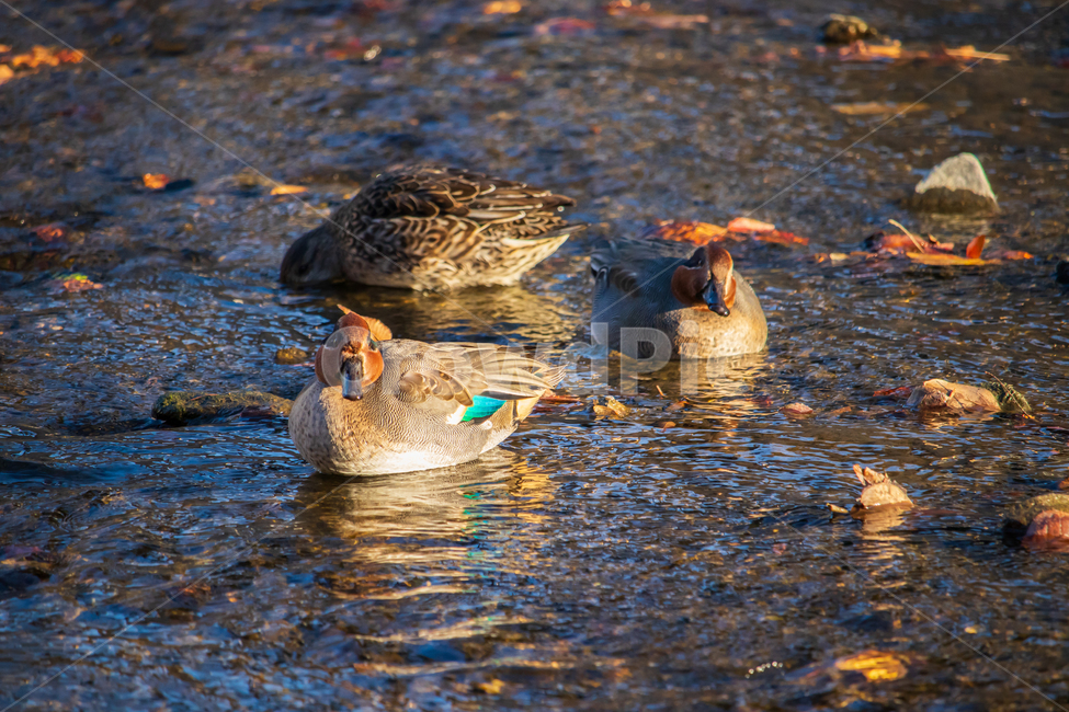 쇠오리,오리,새,조류,동물,야생,야생조류,물,greenwingedteal,teal,eurasianteal,tealduck,duck,bird,개울,물새,사냥,먹이,휴식,수영,헤엄,자연,무리,친구,가족,소형오리,작은오리,겨울철새,겨울새,철새,들새,암컷,수컷,물결,귀여운,귀엽다,귀여움,생태계,환경,부리,날개,깃털,젖은,젖다,야생동물,개천,시내,시냇물,도랑,호수,강,연못,못,하천,돌,야외,활동,움직임,겨울,아름다운,기러기목,오리과,animal,migratorybird,hunting,swimming,swim,group,friend,family,female,male,drake,little,small,waterfowl,wave,cute,nature,feed,rest,breaktime,ecosystem,environment,beak,wing,feather,wild,wildlife,water,brook,stream,lake,pond,river,ditch,stone,outdoor,activity,winter,wet,beautiful,동물,animal,조류,새,birds