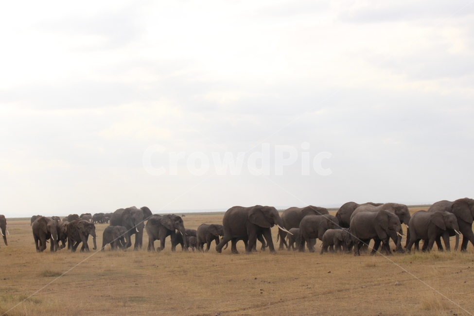 케냐,아프리카,자연,물소,buffalo,물소떼,동물,animal,포유류,mammal