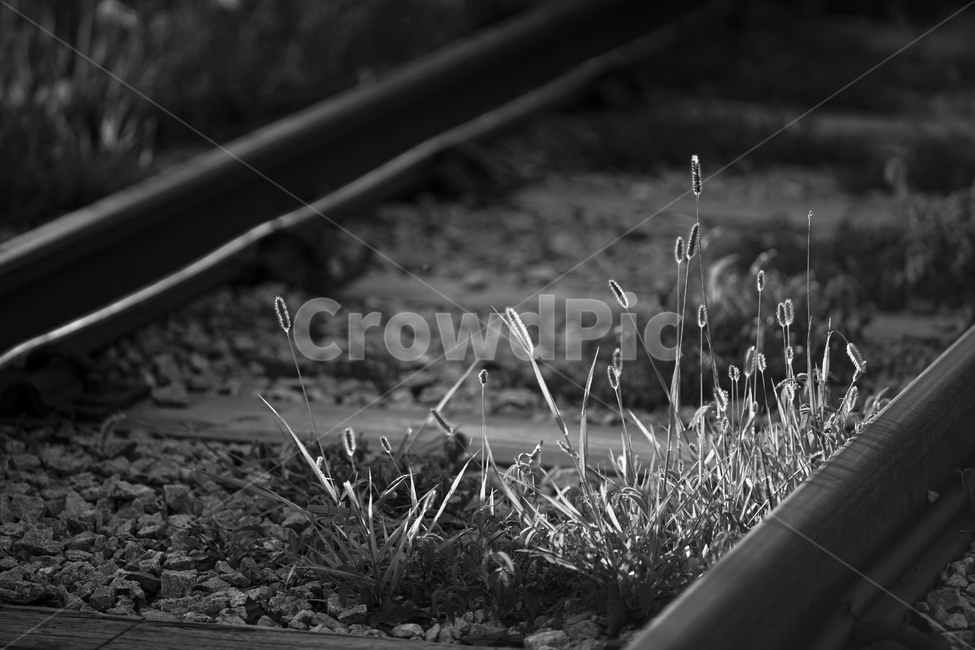 철길,레일,식물,들풀,침목,자갈,레일바이크,흑백,모노톤,monochrome,black and white,교통,교통수단,traffic,transportation