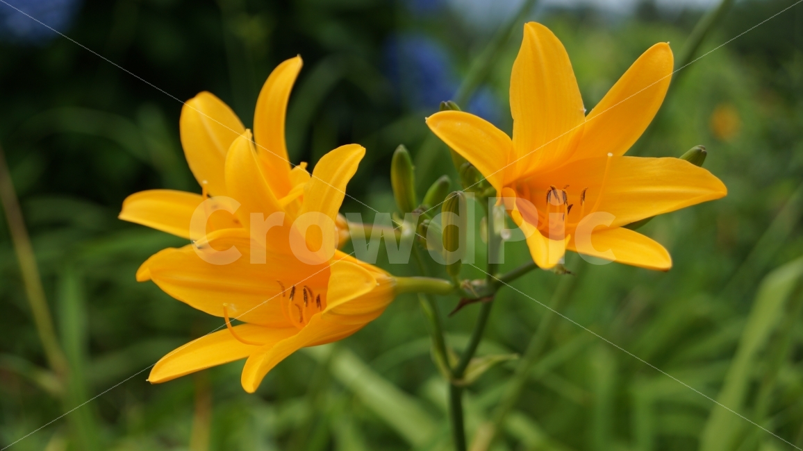 각시원추리,꽃,꽃사진,야생화,거제도,식물,자연,plants,nature,꽃,flower