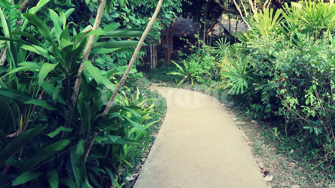 야자나무,베트남,푸꾸옥,나무,그린,초록,초록색,길,road,palmtrees,green,summer,jungle,palmtree,island,나뭇잎,잎,여름,트로피컬,트로피칼