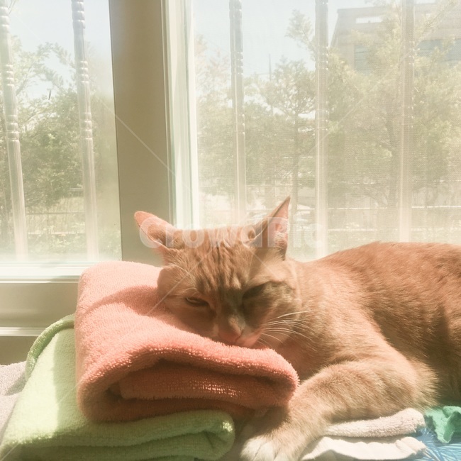 고양이,수건,귀여운,동물,귀여운고양이,사랑스러운,냥냥이,집사,반려견,잠,cat,pet,cute,lovely,동물,animal,포유류,mammal,고양이,cat,kitten,kitty,휴식,힐링,rest,relaxation,healing