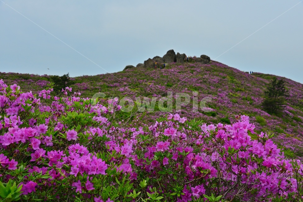 hill,언덕,flower,blossom,꽃,plant,식물,outdoors,옥외,nature,자연,경치,경관,풍경,보성,초암산,초암산봄,조암산철쭉꽃,절쭉꽃,철쭉