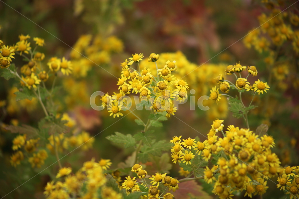 산국,국화,식물,가을꽃,chrysanthemum,식물,자연,plants,nature,꽃,flower