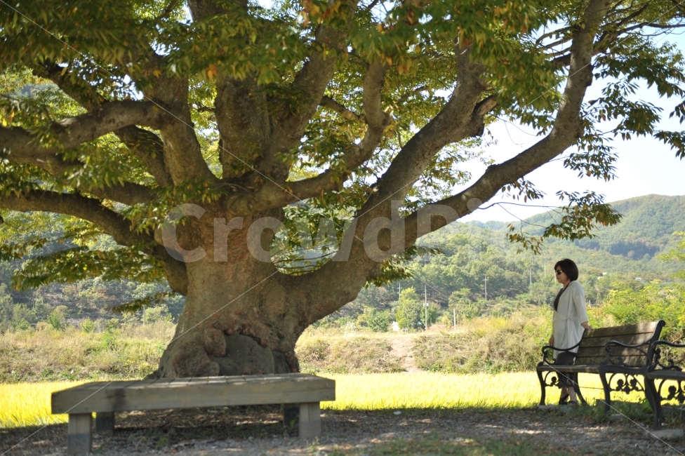 여행,힐링,가을,길,원정리,식물,자연,plants,nature,나무,trees,wood,사람,인물,인간,human,person,여성,여자,woman,female,lady
