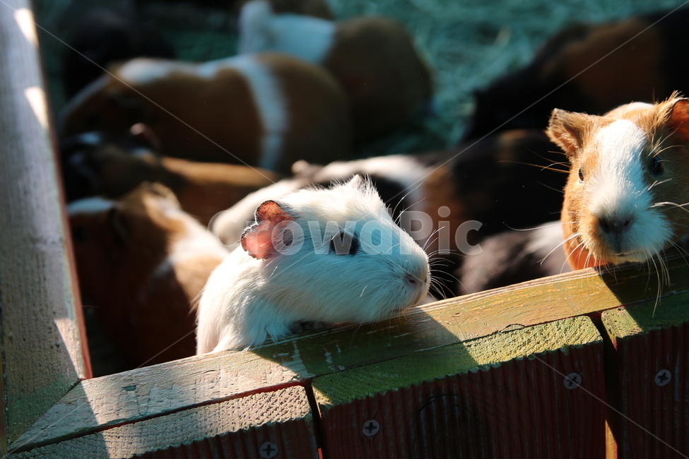 animal couple,guinea pig,mouse,squirrel,couple,White,animal,Zoo,pet