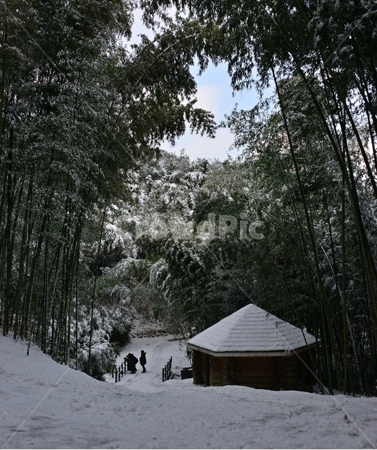 human,인간,person,사람,building,건물,nature,자연,outdoors,옥외,담양,죽녹원,죽녹원설경,대나무,정자,눈,설경,겨울,계절