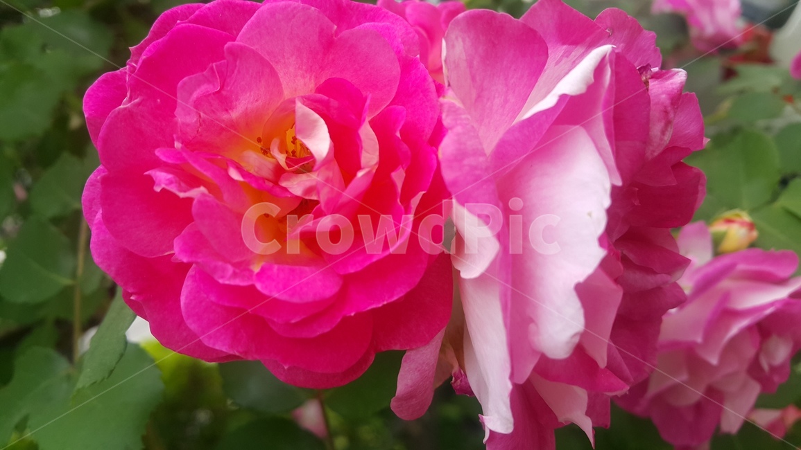 꽃,여름,핑크,식물,계절,flower,plant,nature,season,컬러