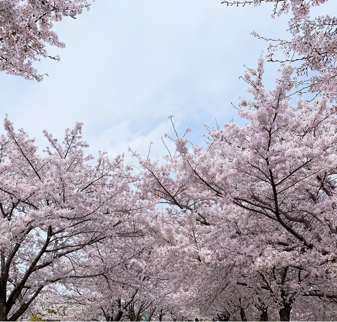 벚꽃,꽃,배경,봄,계절,풍경,봄,계절,spring,season,식물,자연,plants,nature,꽃,flower,plant,blossom,cherry blossom