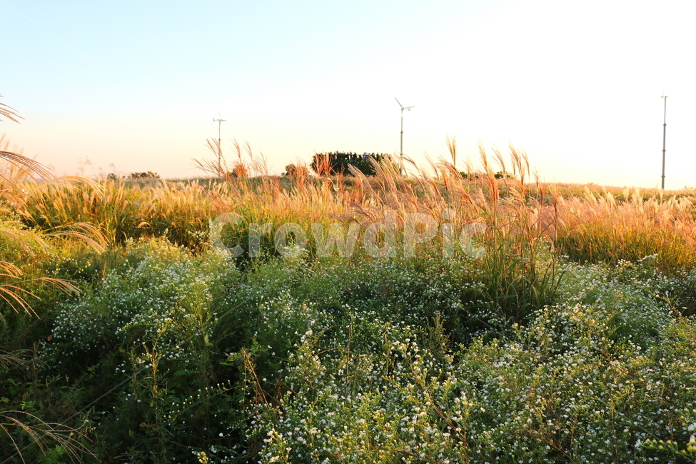 미국쑥부쟁이,쑥부쟁이,야생화,꽃,식물,미국쑥부쟁이꽃,중도국화,털쑥부쟁이,국화,국화과,들꽃,공원,하늘공원,자연,풍경,nature,landscape,grassland,목초지,outdoors,옥외,field,들,farm,농장,rural,농촌,meadow
