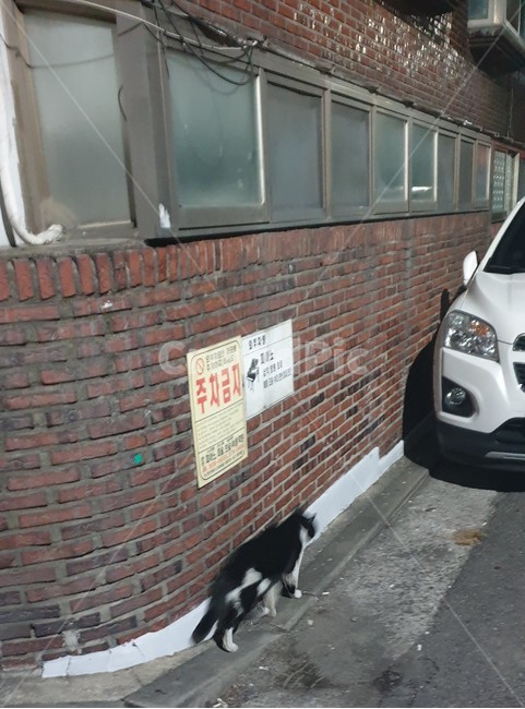 길냥이,고양이,밤,집가는길,흔들,동물,animal,포유류,mammal,고양이,cat,kitten,kitty