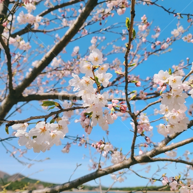 봄,plant,식물,blossom,꽃,flower,벚꽃,spring