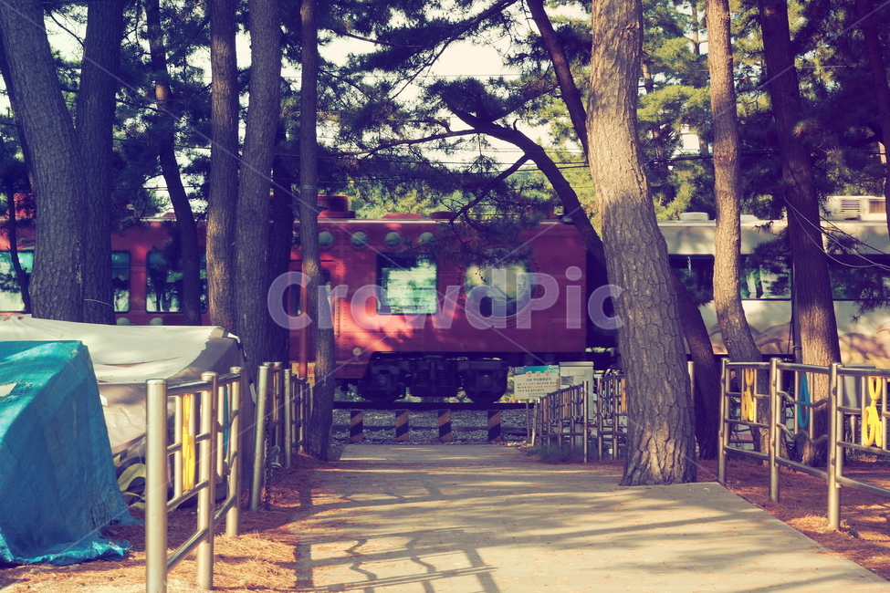 기차,동해안,바다,해변,소나무