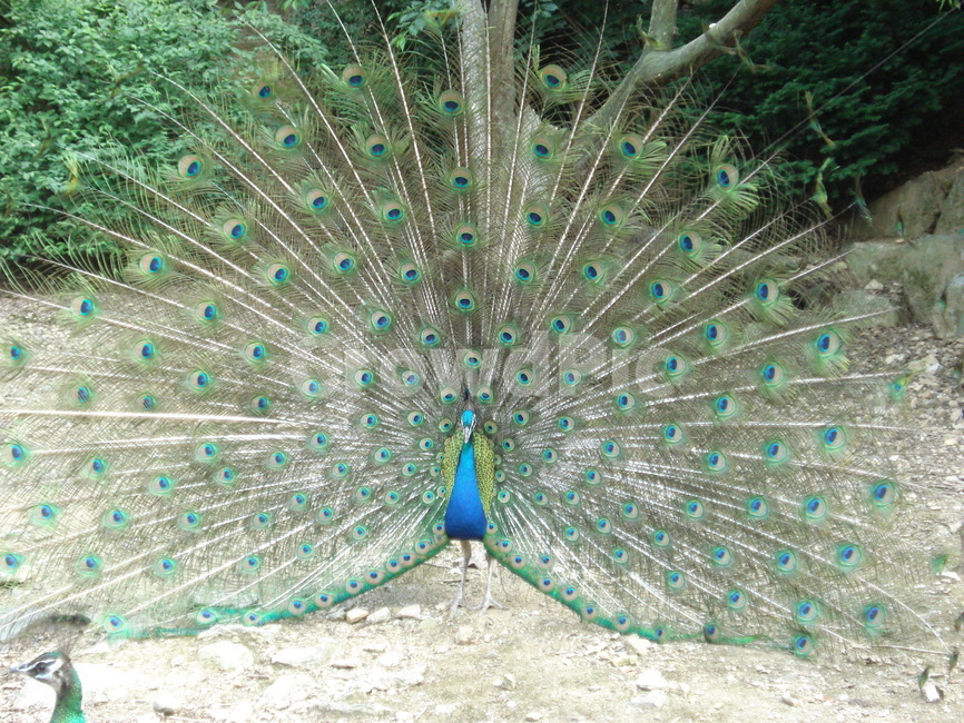 공작,공작날개,조류,척삭동물,깃털,동물,animal,조류,새,birds