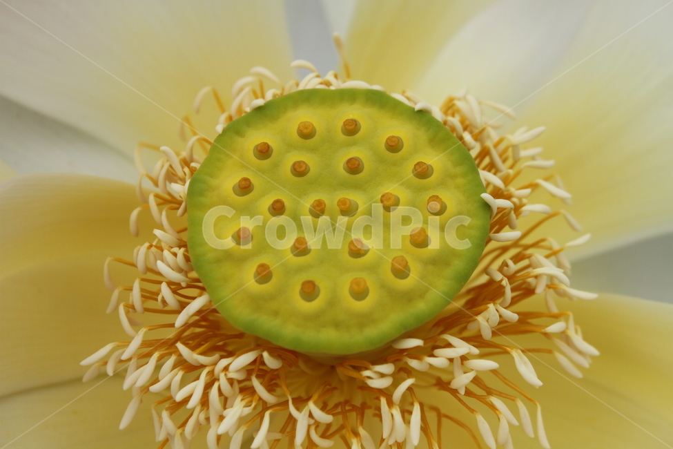 연씨,연밥,꽃,연,식물,식물,자연,plants,nature,꽃,flower