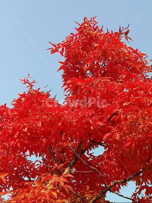 낙엽,단풍,leaf,나뭇잎,단풍나무,식물,자연,maple,나무,낙엽활엽관목,잎,붉은잎,가을,계절,fall,autumn,season,식물,자연,plants,nature,plant,tree