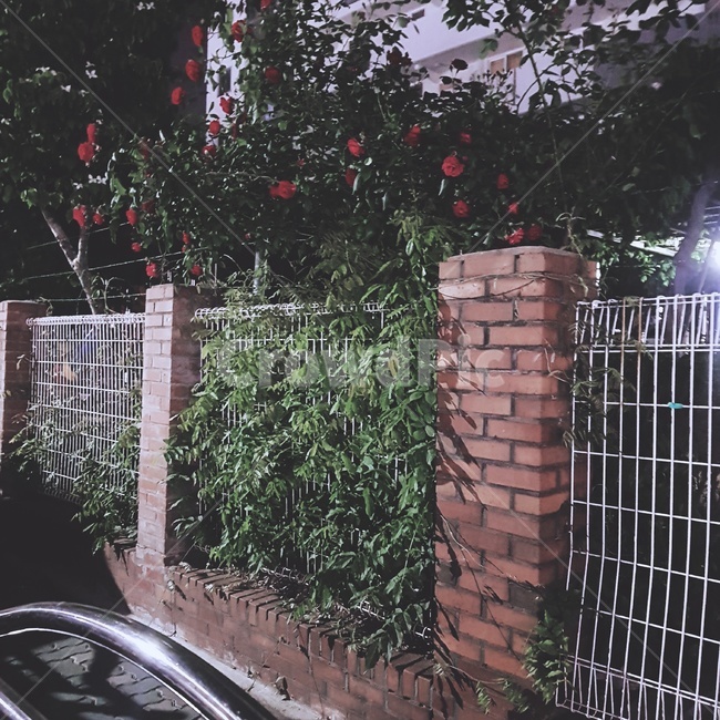 장미,산책,덩쿨장미,밤과장미,장미꽃