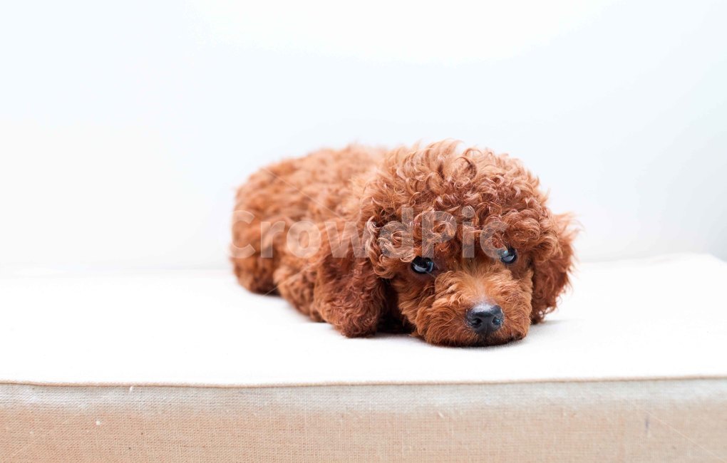 푸들,새끼강아지,애플푸들,밤색푸들,푸들새끼,동물,animal,포유류,mammal,개,강아지,dog,doggy