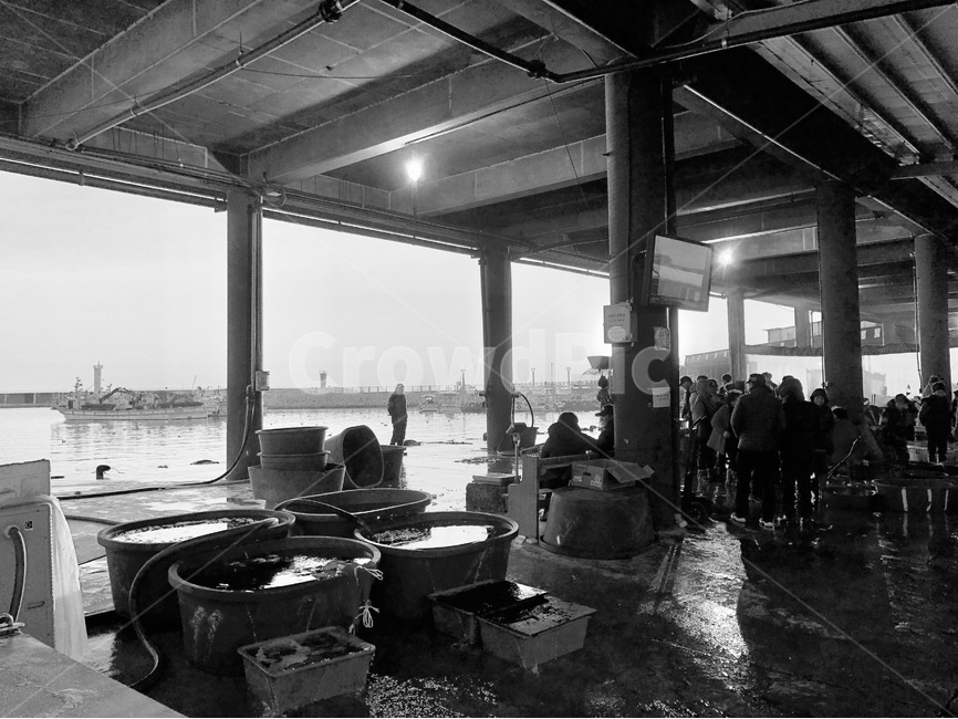 흑백,어시장,항구,경매,바다,시장,마트,마켓,market,mart,market place,흑백,모노톤,monochrome,black and white,산업,industry,industrial,어업,fishery,fishing industry