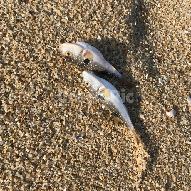 복어,두마리,해변,생선,물고기