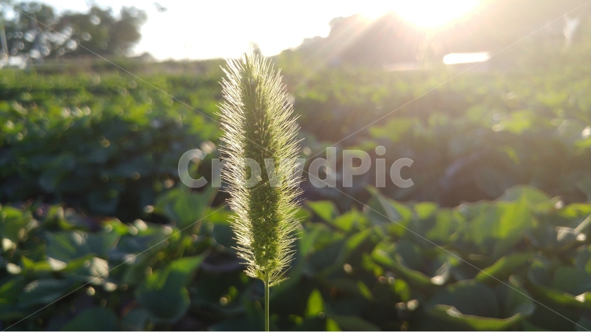 자연,녹색,초록,배경,아름다운,편안한,식물,자연,plants,nature