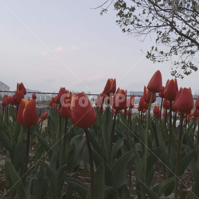 튤립,aesthethic,글귀배경,감성,빨간튤립,평화로운,식물,자연,plants,nature,꽃,flower