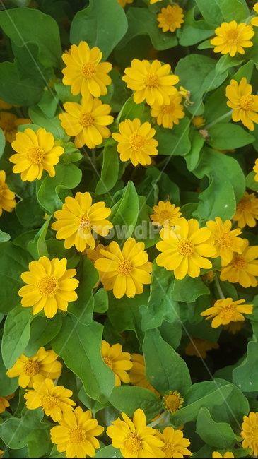 자연,식물,꽃,배경,yellow