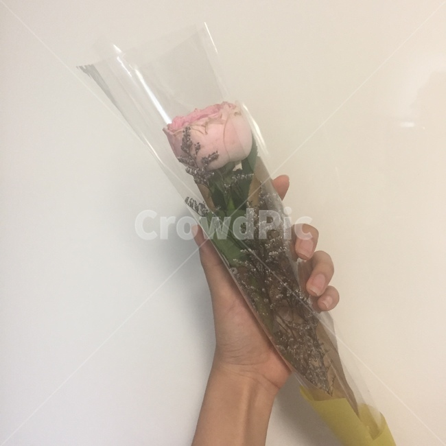 꽃,장미,장미꽃,한송이,분홍장미,고백,프로포즈,선물,꽃,flower,기념일,축하,anniversary,congratulation,celebrate,celebration
