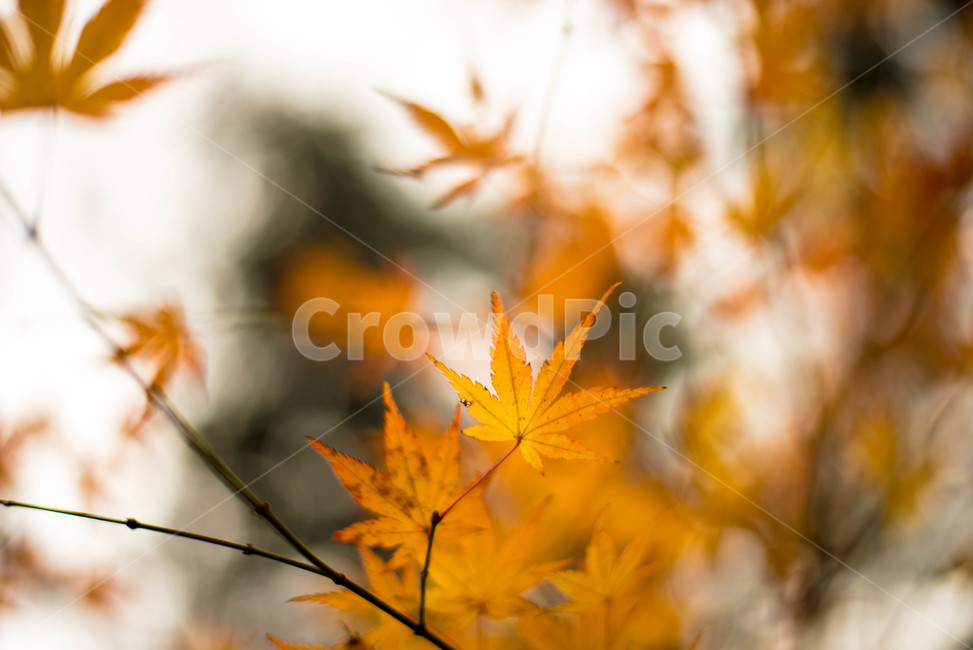 가을,메타쉐콰이어,메타쉐콰이어길,단풍,낙엽,담양,하늘,가을,계절,fall,autumn,season,식물,자연,plants,nature,plant,leaf,잎,tree,나무