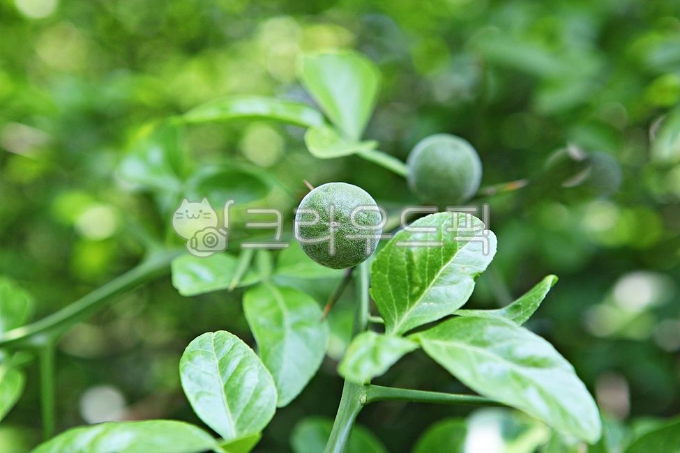 탱자,탱자나무,열매,약용,먹거리,식용,음식