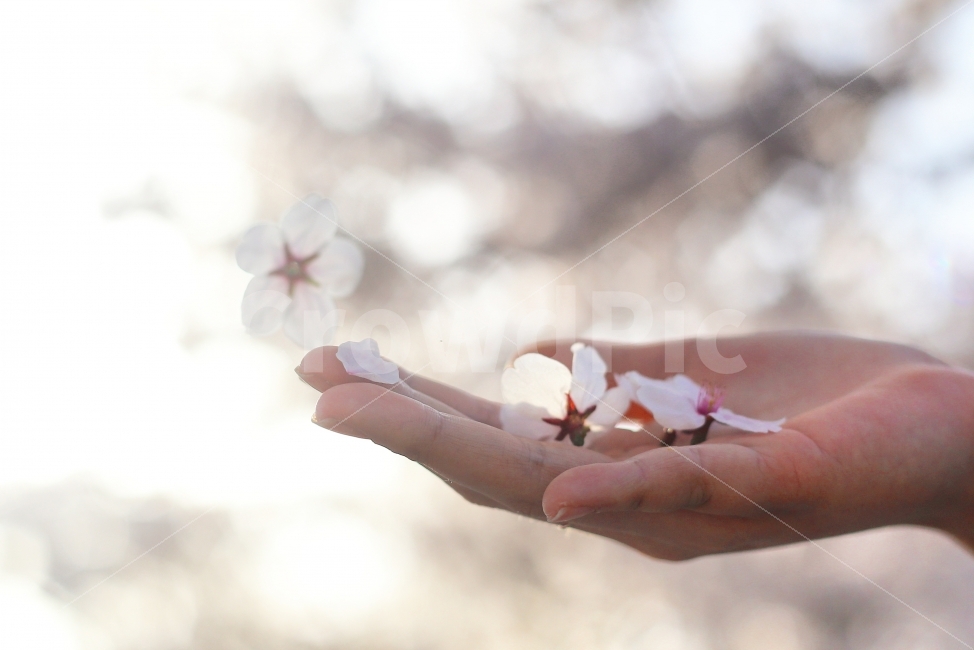 벗꽃,꽃,봄,손,빛,아름다움,분위기,cherryblossom,flower,hand,spring,sunlight,light,봄,계절,spring,season,식물,자연,plants,nature,꽃,flower,사람,인물,인간,human,person,감성,sensible,feeling,연출,컨셉,콘셉,direction,concept,plant,blossom,petal,꽃잎