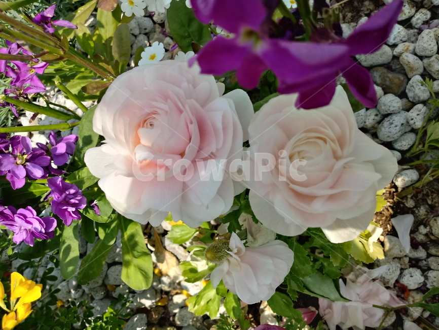 라넌큘러스,다년생,화단용,분화용,식물,꽃,식물,자연,plants,nature,꽃,flower