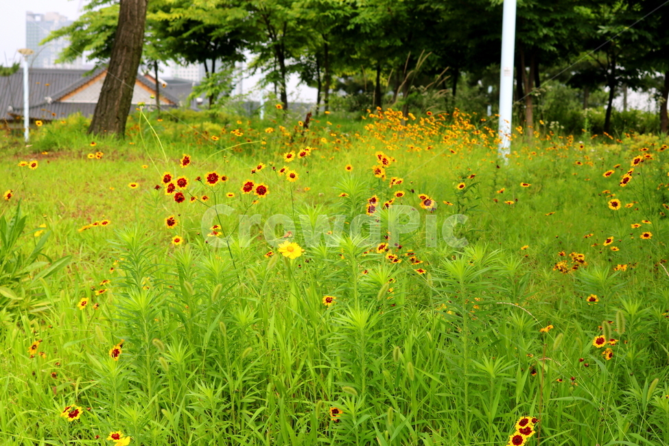 꽃,기생초,기생초꽃,식물,야생화,잡초,춘차국,각시꽃,애기금계국,자연,노란색꽃,식물,자연,plants,nature,꽃,flower