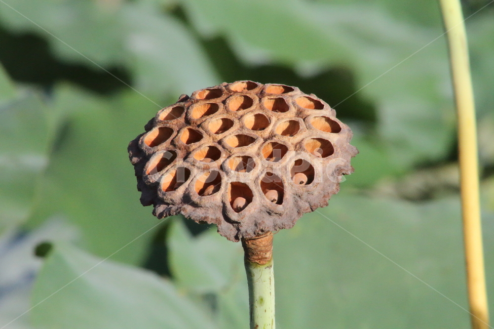 연자,연씨,연밥,연,lotus,식물,자연,plants,nature