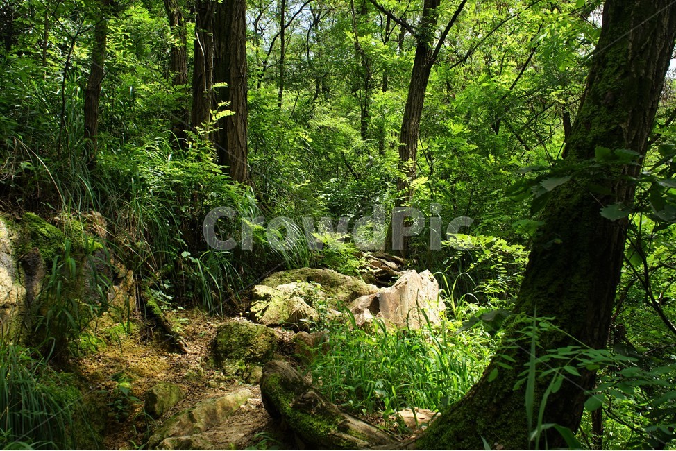 산행,나무,숲,산,험난함,녹색,자연,mountain,tracking,climbing,trees,woodland,nature,green,자연,풍경,nature,landscape,vegetation,초목,plant,식물,land,땅,outdoors,옥외,tree,삼림지,forest,rainforest,열대 우림