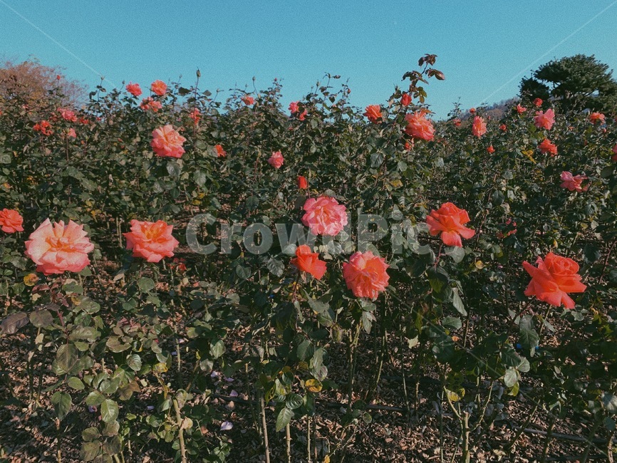 plant,식물,flower,꽃,장미,rose,식물,자연,plants,nature
